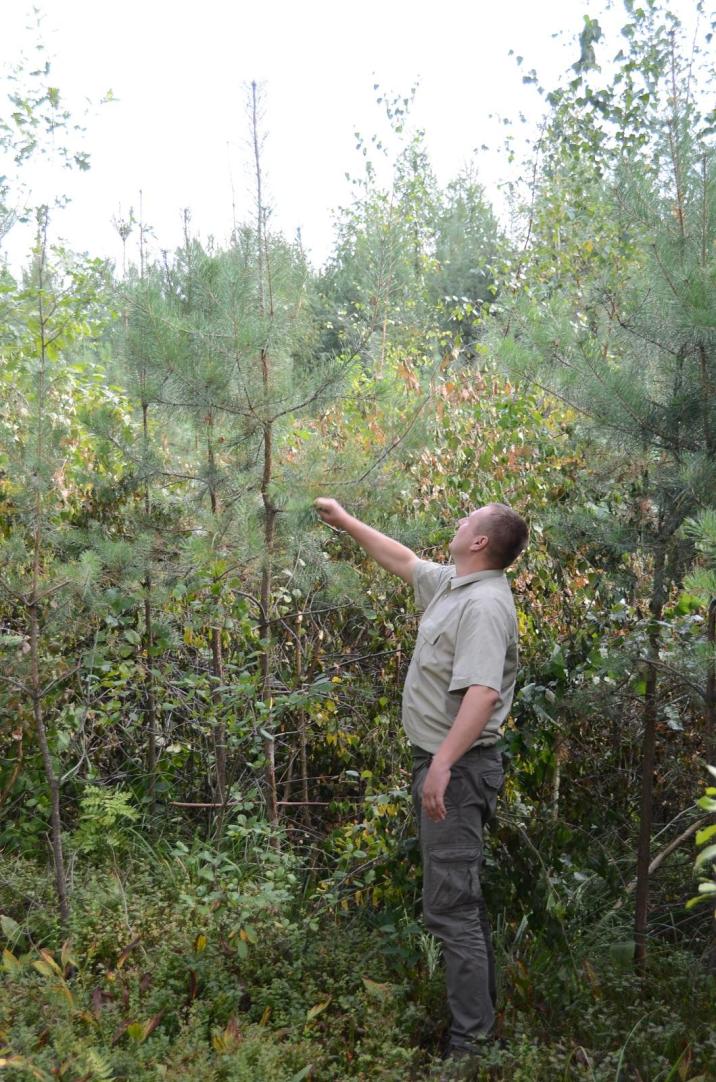 (fot. Folder Nadleśnictwa Strzelce)