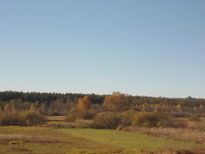 zdjęcie&#x20;pt&#x2e;&#x20;„Las&#x20;jesienią&#x22;&#x20;&#x28;fot&#x2e;&#x20;A&#x2e;&#x20;Albiniak&#x29;
