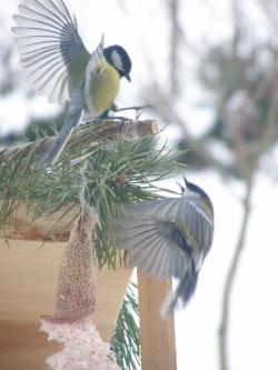 Sikorki bogatki (fot. Jarosław Kaczyński)