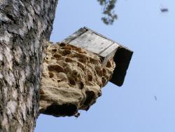 Gniazdo szerszeni (fot. Jarosław Kaczyński)
