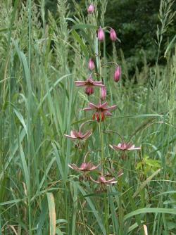 Lilia złotogłów (fot. Jarosław Kaczyński)