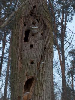 Dąb opanowany przez hubę korzeni (fot. Jarosław Kaczyński)