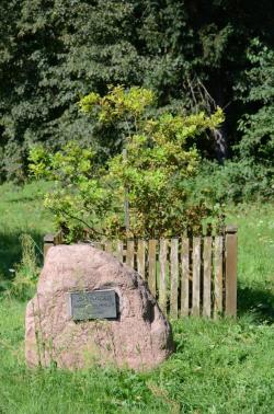 Dąb Papieski (fot. M. Nagadowski)