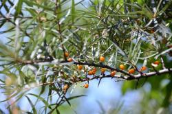 Rokitnik pospolity (fot. M. Nagadowski)