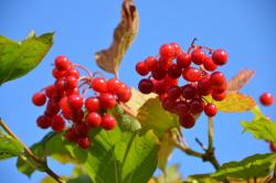 Kalina koralowa (fot. M. Nagadowski)