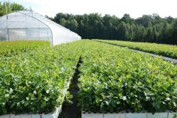 Dąb szypułkowy z zakrytym systemem korzeniowym (fot. M. Nagadowski