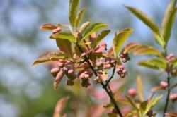 Trzmielina pospolita (fot. M. Nagadowski)