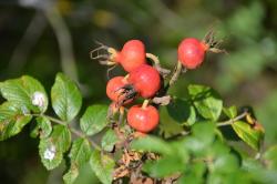 Róża dzika (fot. Mariusz Nagadowski)
